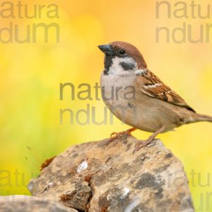 Foto di Passera mattugia (Passer montanus)