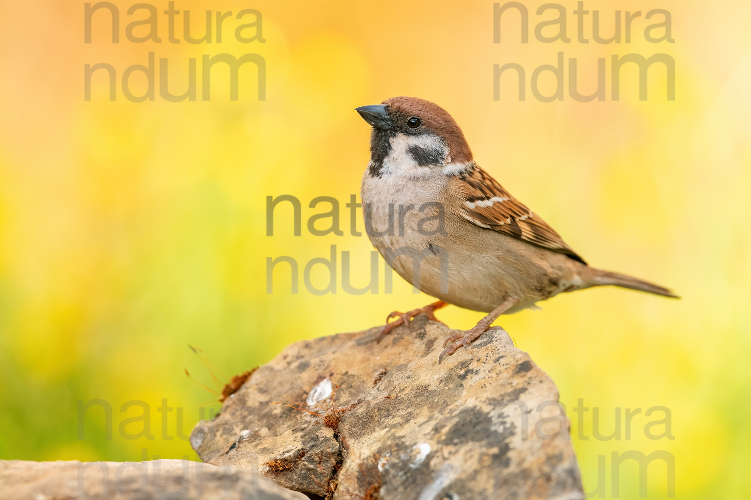 Foto di Passera mattugia (Passer montanus)