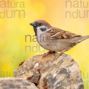 Foto di Passera mattugia (Passer montanus)