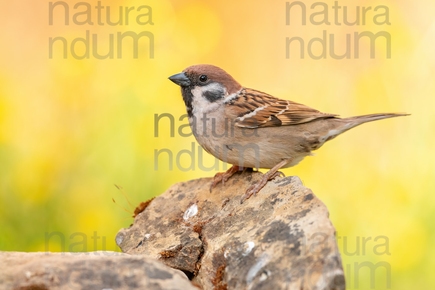 Foto di Passera mattugia (Passer montanus)