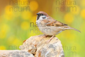 Foto di Passera mattugia (Passer montanus)