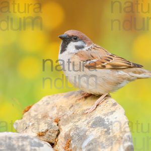 Foto di Passera mattugia (Passer montanus)