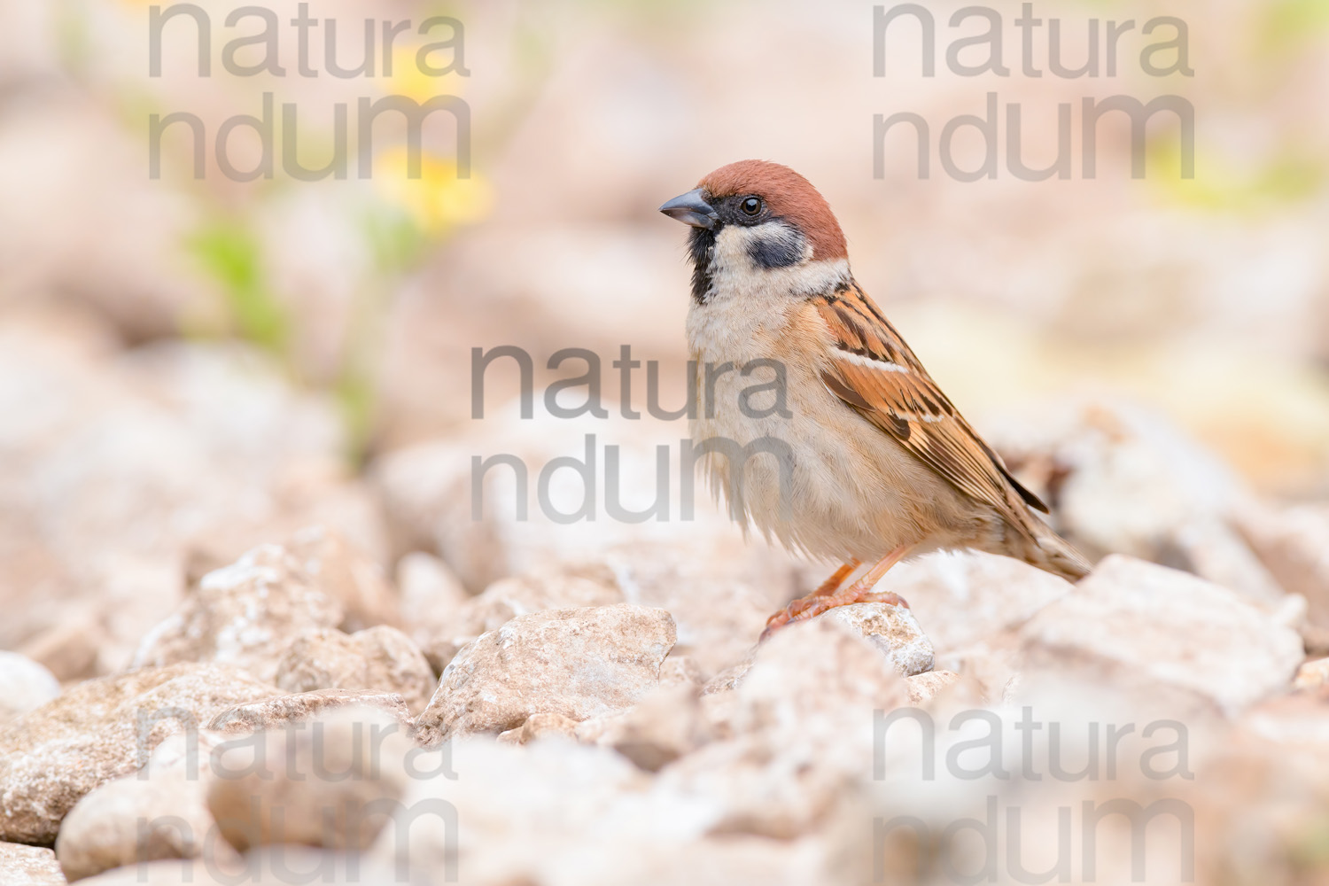 Photos of Eurasian Tree Sparrow (Passer montanus)