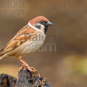 Foto di Passera mattugia (Passer montanus)