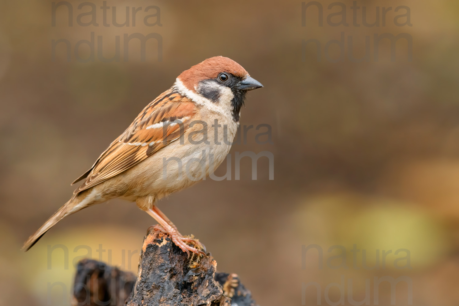 Foto di Passera mattugia (Passer montanus)