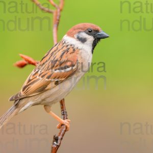 Photos of Eurasian Tree Sparrow (Passer montanus)