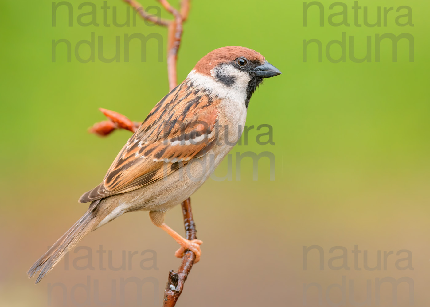 Foto di Passera mattugia (Passer montanus)