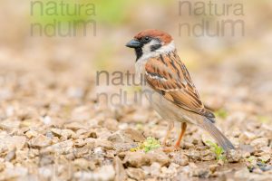 Photos of Eurasian Tree Sparrow (Passer montanus)