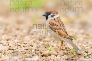 Foto di Passera mattugia (Passer montanus)