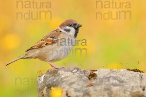 Foto di Passera mattugia (Passer montanus)