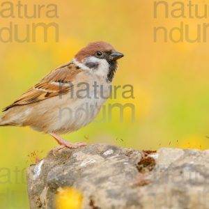 Foto di Passera mattugia (Passer montanus)