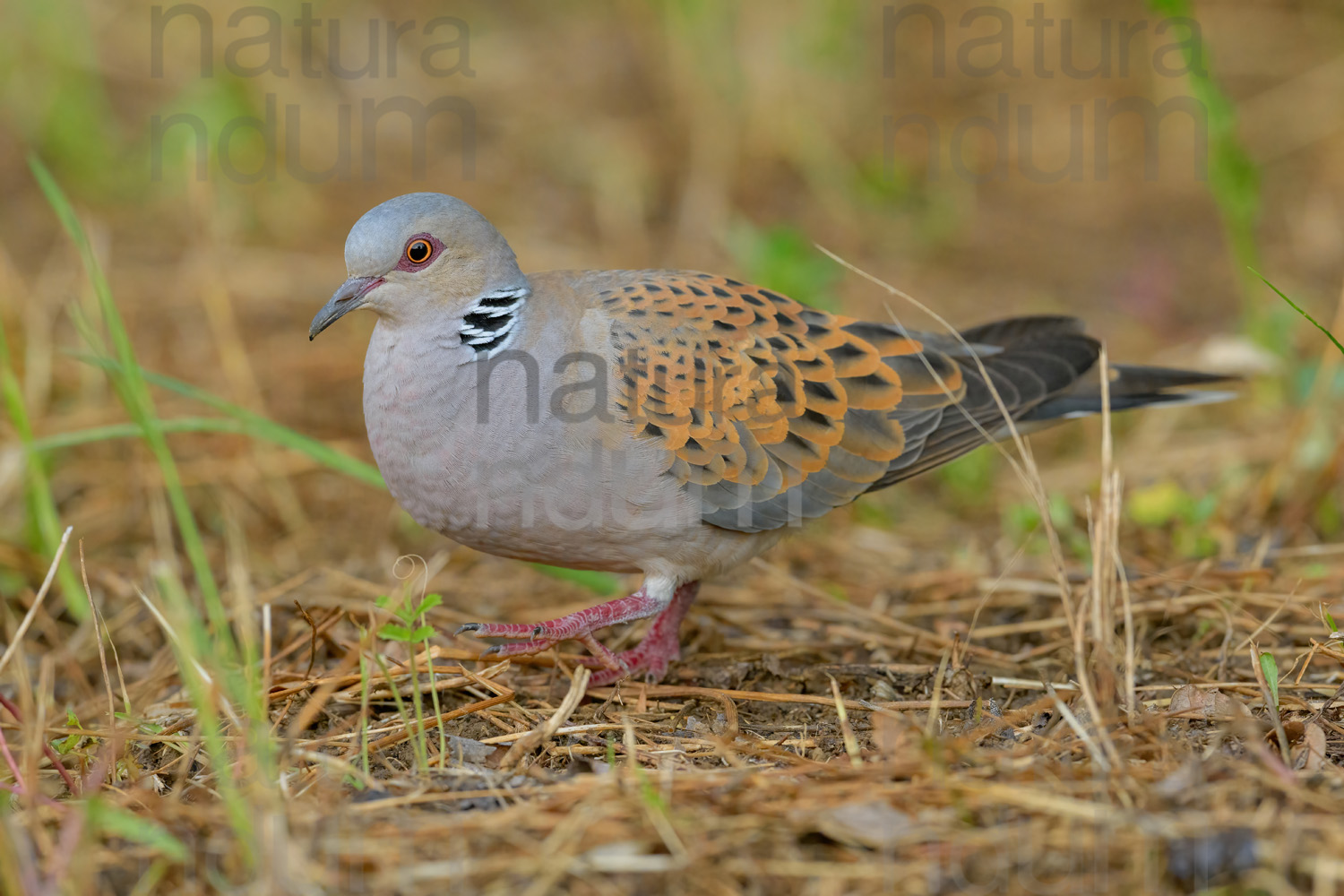 Photos of European Turtle Dove (Streptopelia turtur)