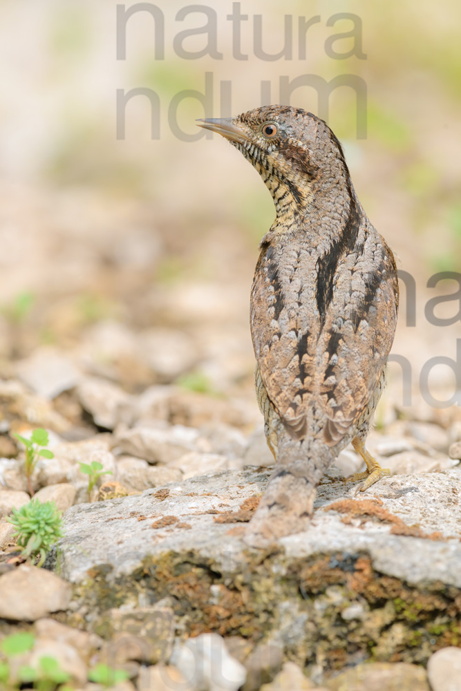 Eurasian Wryneck images (Jynx torquilla)