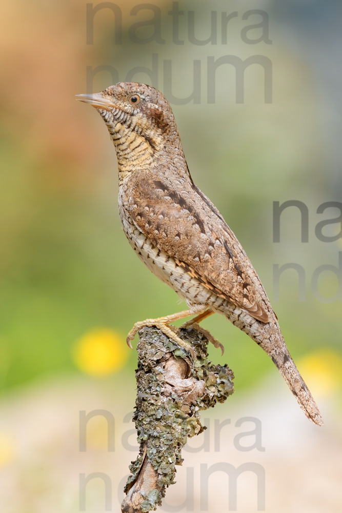 Eurasian Wryneck images (Jynx torquilla)