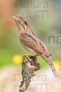 Eurasian Wryneck images (Jynx torquilla)