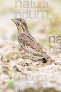 Eurasian Wryneck images (Jynx torquilla)