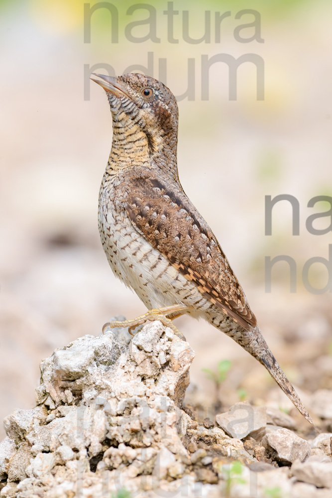 Eurasian Wryneck images (Jynx torquilla)