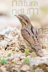 Eurasian Wryneck images (Jynx torquilla)