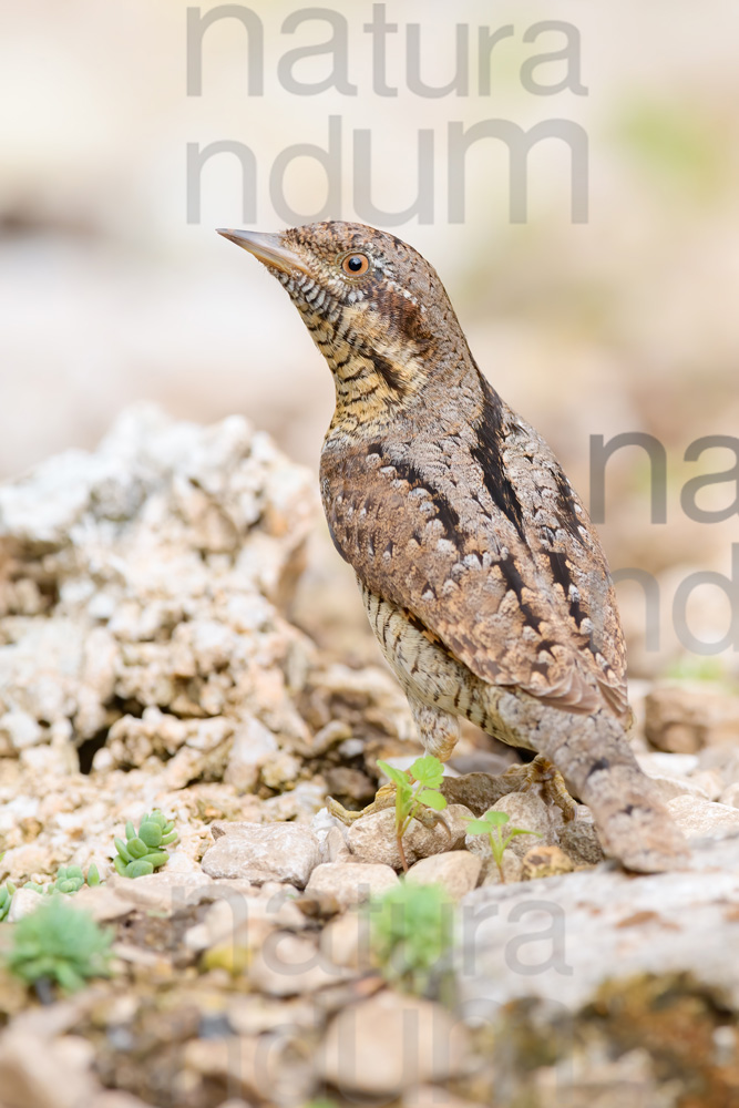 Foto di Torcicollo (Jynx torquilla)