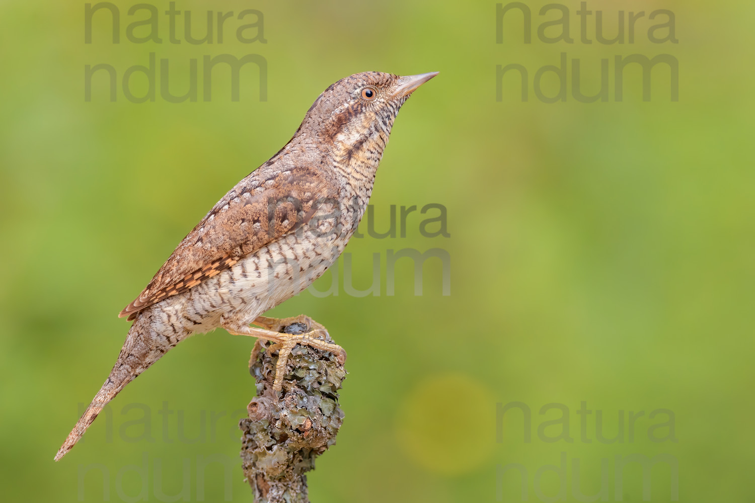 Eurasian Wryneck images (Jynx torquilla)