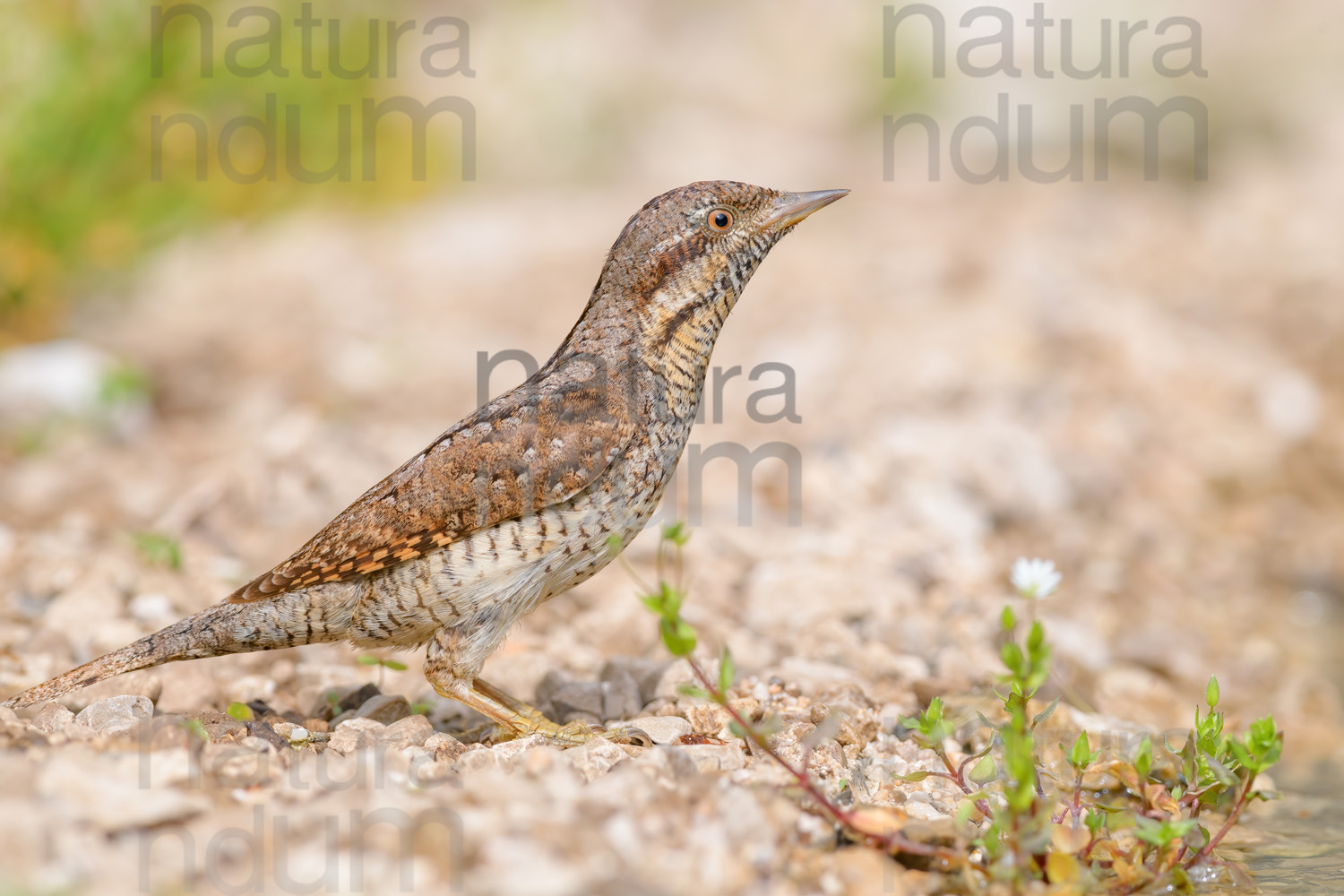 Eurasian Wryneck images (Jynx torquilla)