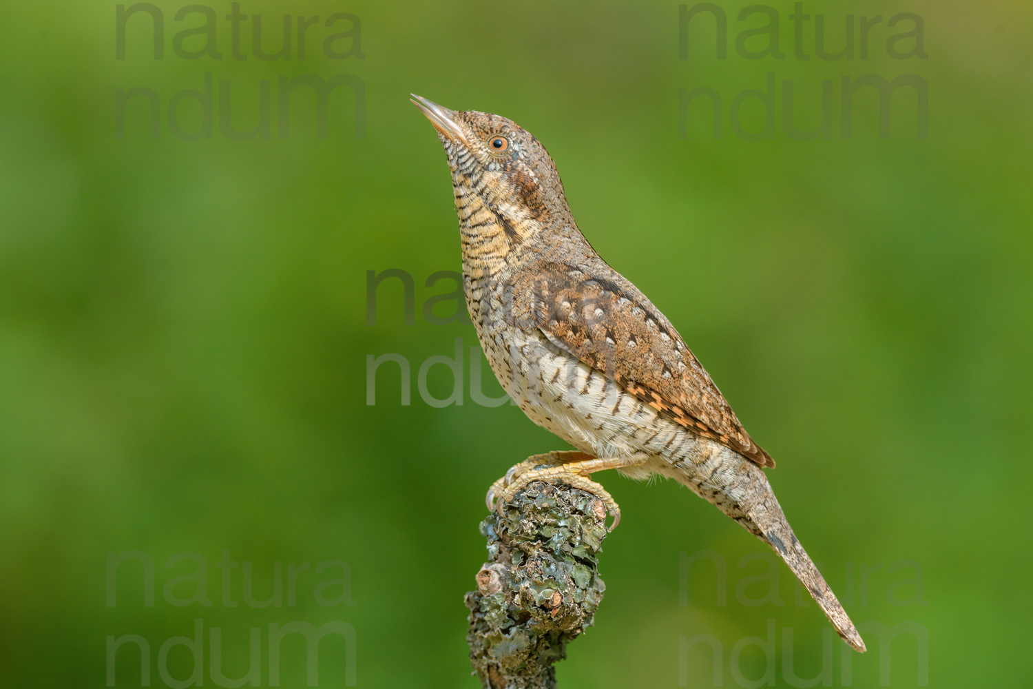 Foto di Torcicollo (Jynx torquilla)