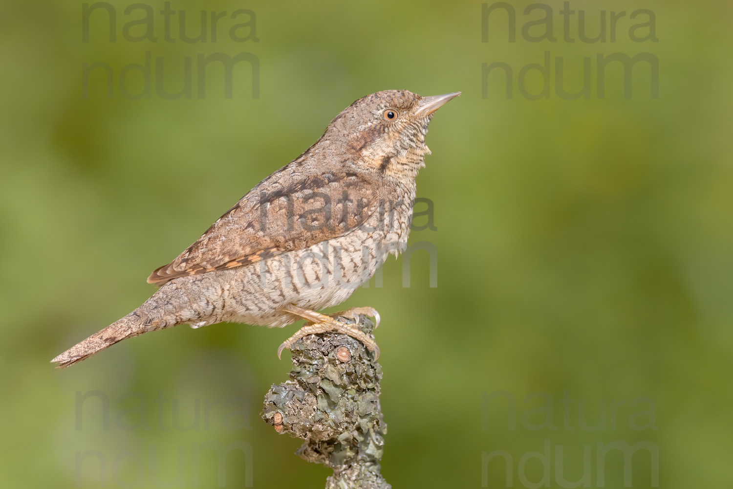 Foto di Torcicollo (Jynx torquilla)