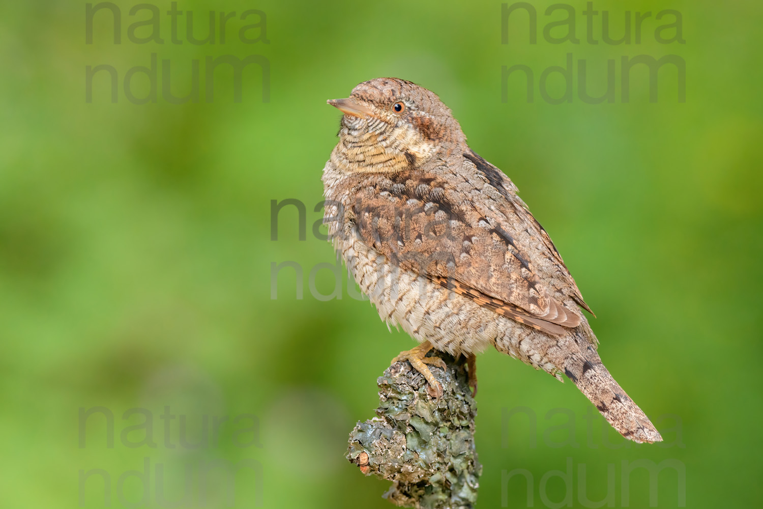 Eurasian Wryneck images (Jynx torquilla)