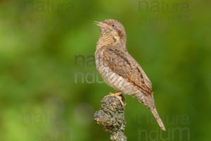 Eurasian Wryneck images (Jynx torquilla)