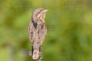 Foto di Torcicollo (Jynx torquilla)