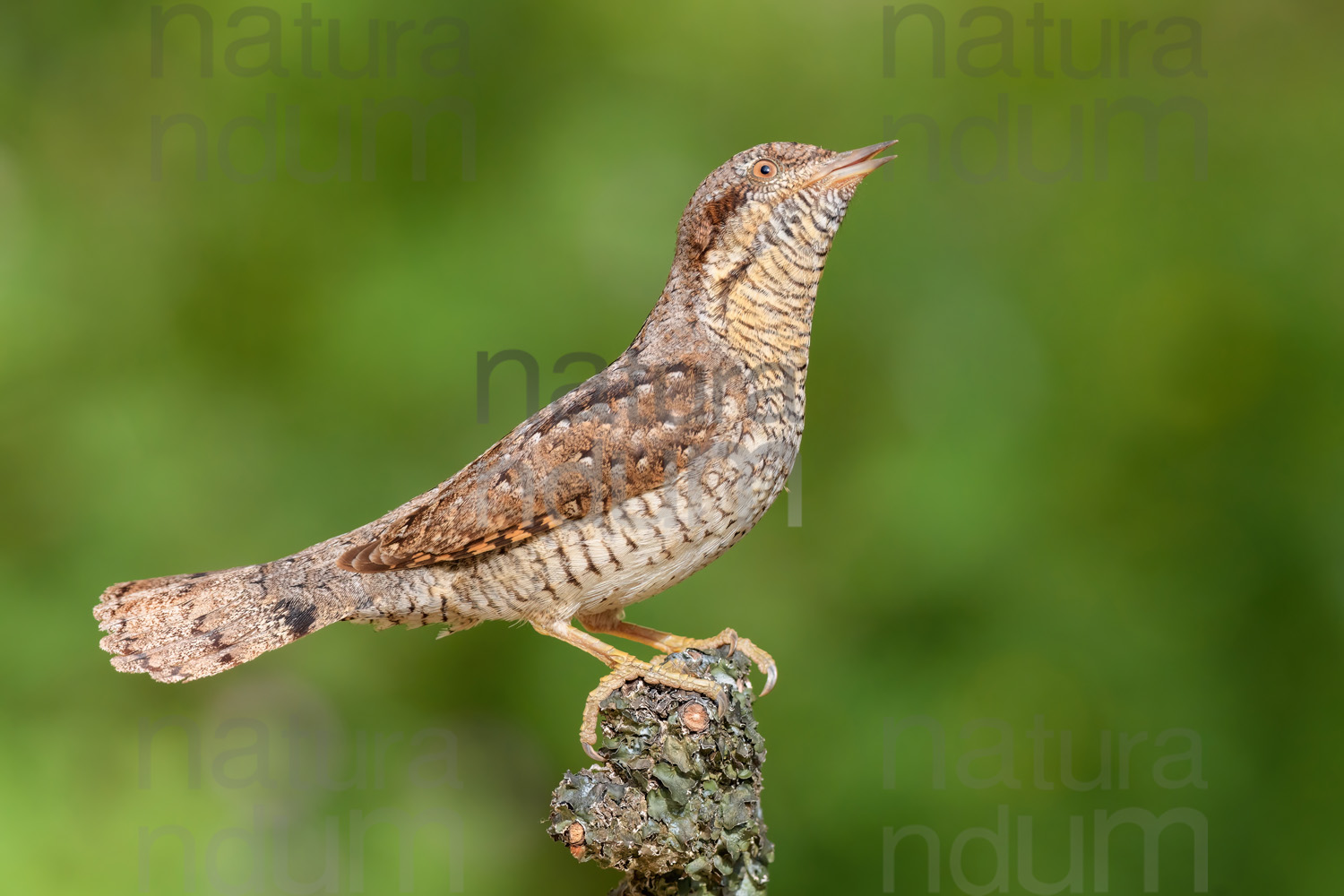 Eurasian Wryneck images (Jynx torquilla)