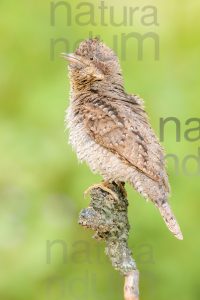 Eurasian Wryneck images (Jynx torquilla)