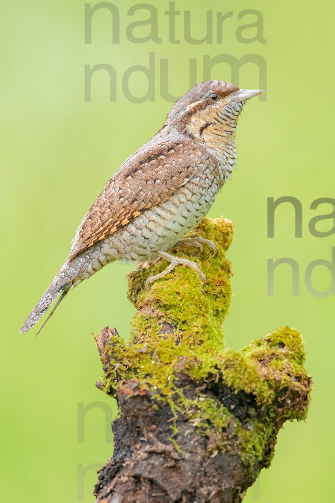 Eurasian Wryneck images (Jynx torquilla)