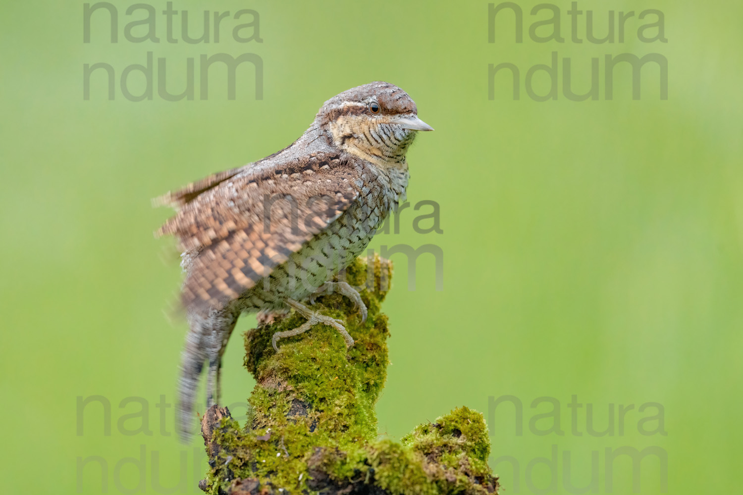 Foto di Torcicollo (Jynx torquilla)