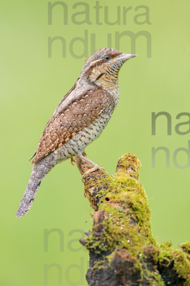 Eurasian Wryneck images (Jynx torquilla)