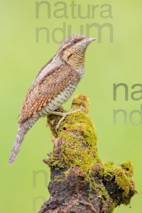 Eurasian Wryneck images (Jynx torquilla)