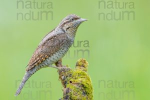 Eurasian Wryneck images (Jynx torquilla)