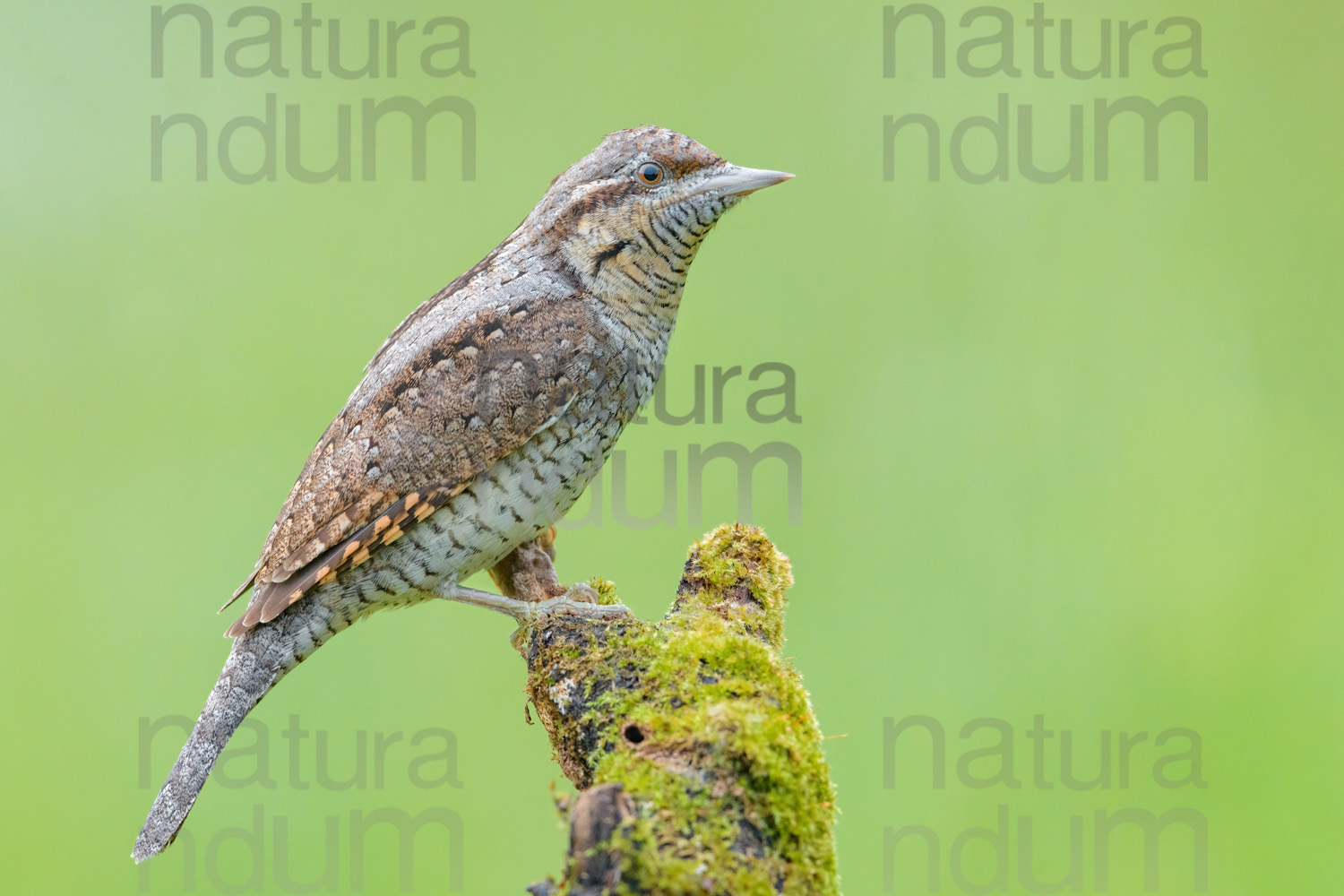 Foto di Torcicollo (Jynx torquilla)