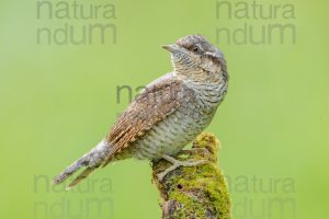 Eurasian Wryneck images (Jynx torquilla)