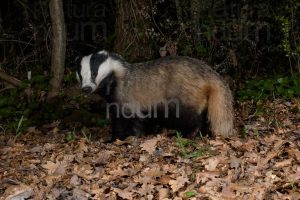 Photos of European badger (Meles meles)