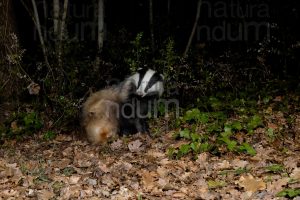 Photos of European badger (Meles meles)