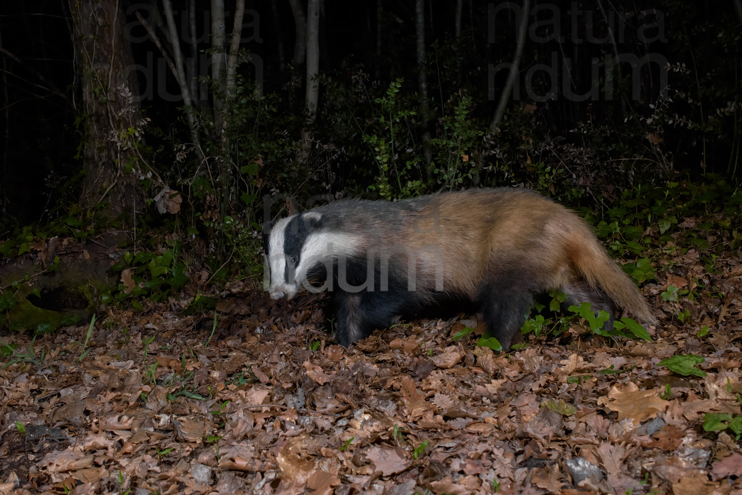 Photos of European badger (Meles meles)