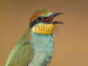 Foto di Gruccione (Merops apiaster)