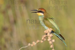 Photos of European Bee-eater (Merops apiaster)