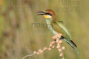 Foto di Gruccione (Merops apiaster)