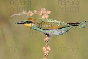 Foto di Gruccione (Merops apiaster)