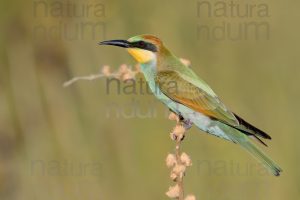Foto di Gruccione (Merops apiaster)