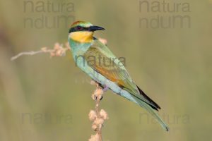 Foto di Gruccione (Merops apiaster)