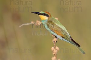 Foto di Gruccione (Merops apiaster)