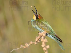 Foto di Gruccione (Merops apiaster)